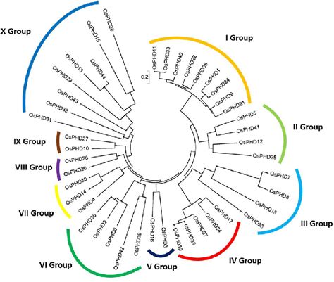 mega phylogenetic tree